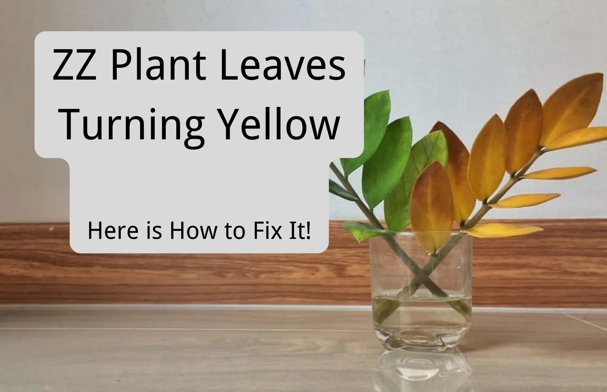 ZZ Plant Leaves Turning Yellow: Here is How to Fix It!