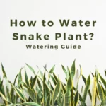 How to Water Snake Plant? Watering Guide