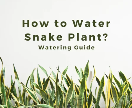 How to Water Snake Plant? Watering Guide