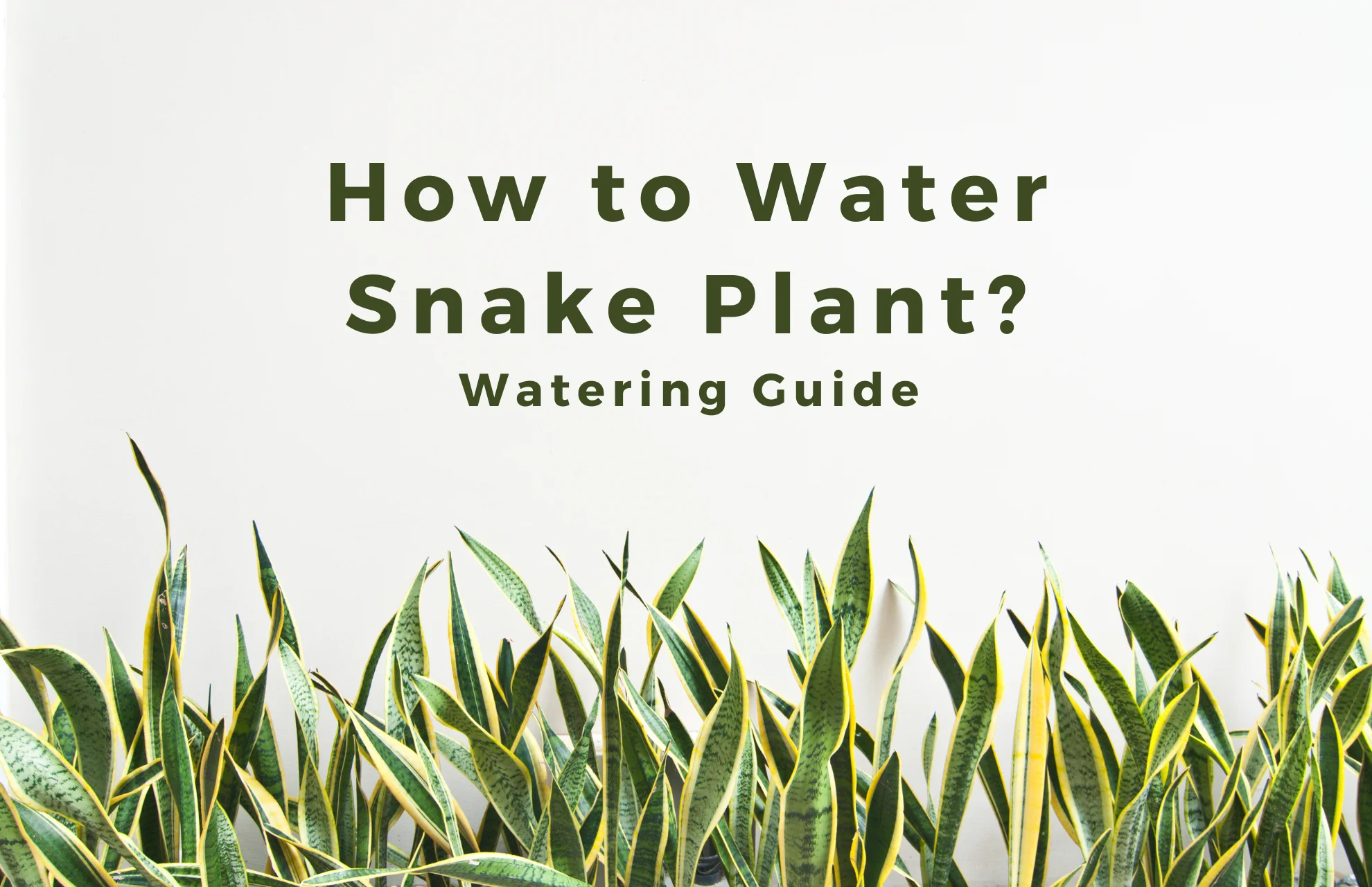How to Water Snake Plant? Watering Guide
