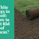 white bugs in soil