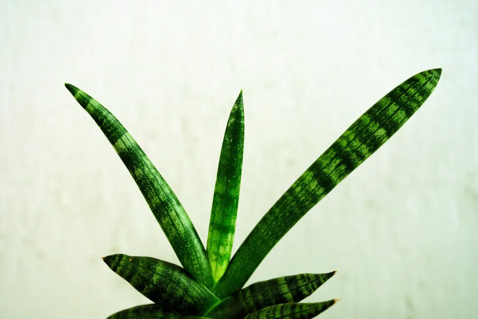 How to Water Snake Plant? Watering Guide