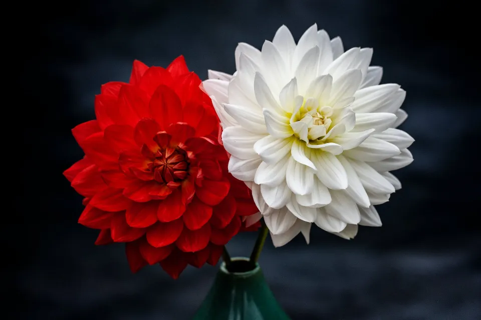 Is a Dahlia a Perennial? Let's Find Out!