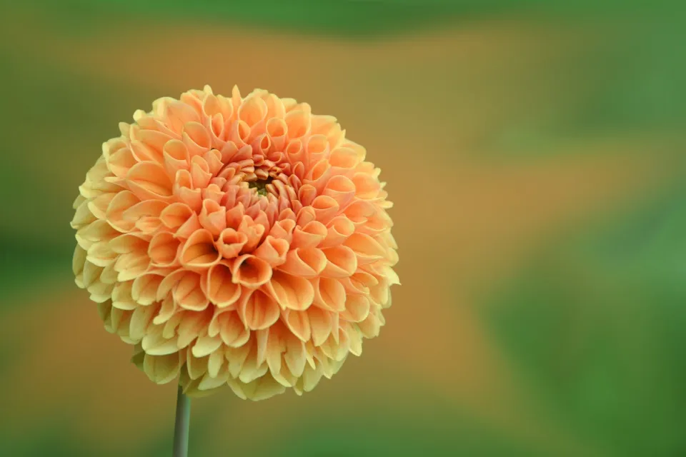 Is a Dahlia a Perennial? Let's Find Out!