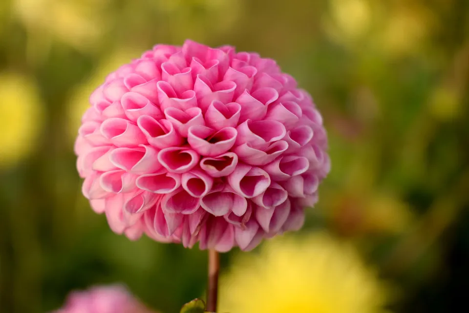 Is a Dahlia a Perennial? Let's Find Out!