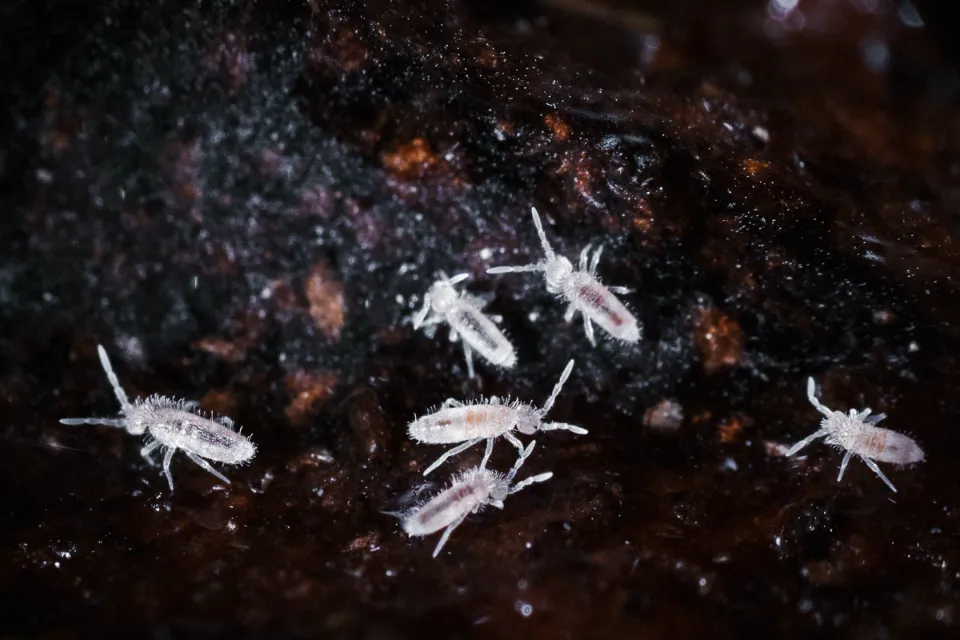 White Bugs in Soil: How to Get Rid of Them?