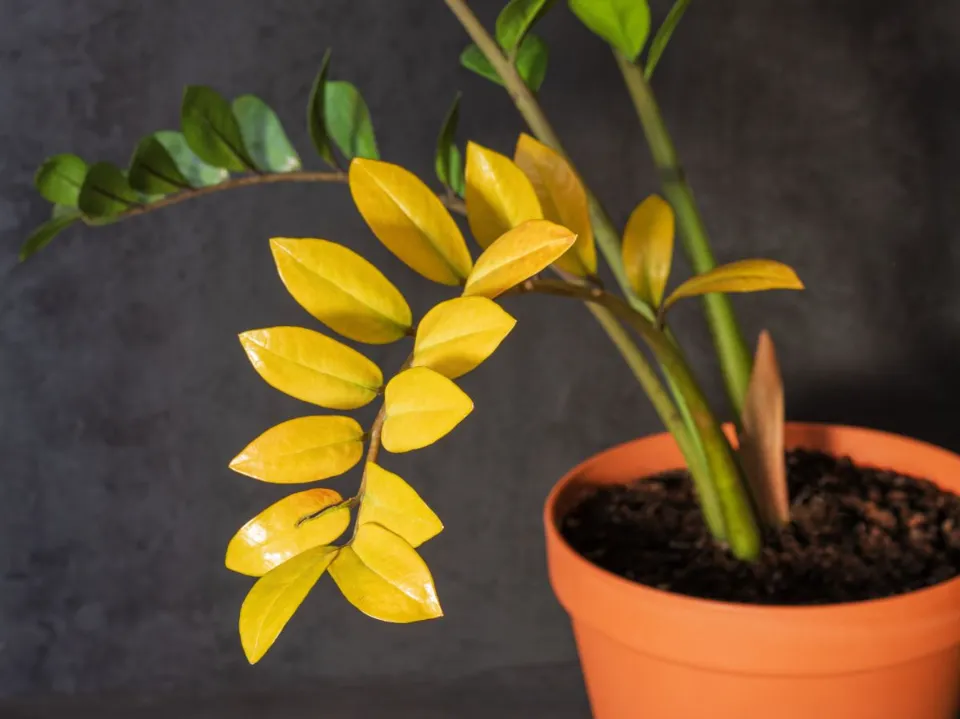 ZZ Plant Leaves Turning Yellow: Here is How to Fix It!