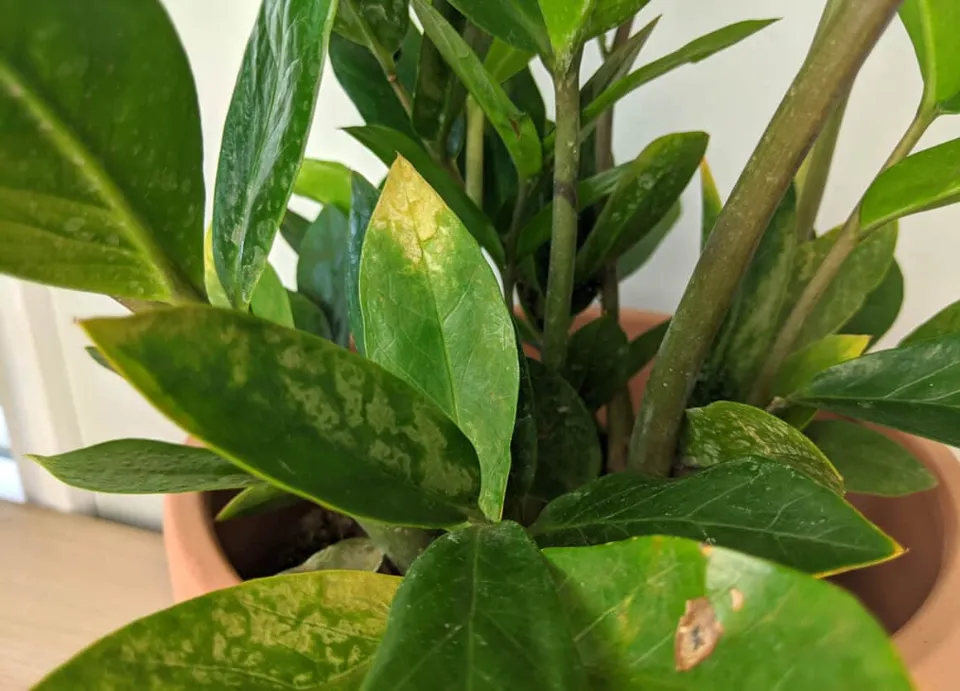 ZZ Plant Leaves Turning Yellow: Here is How to Fix It!