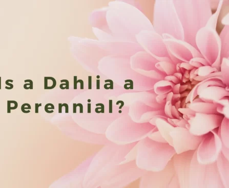 Is a Dahlia a Perennial? Let's Find Out!