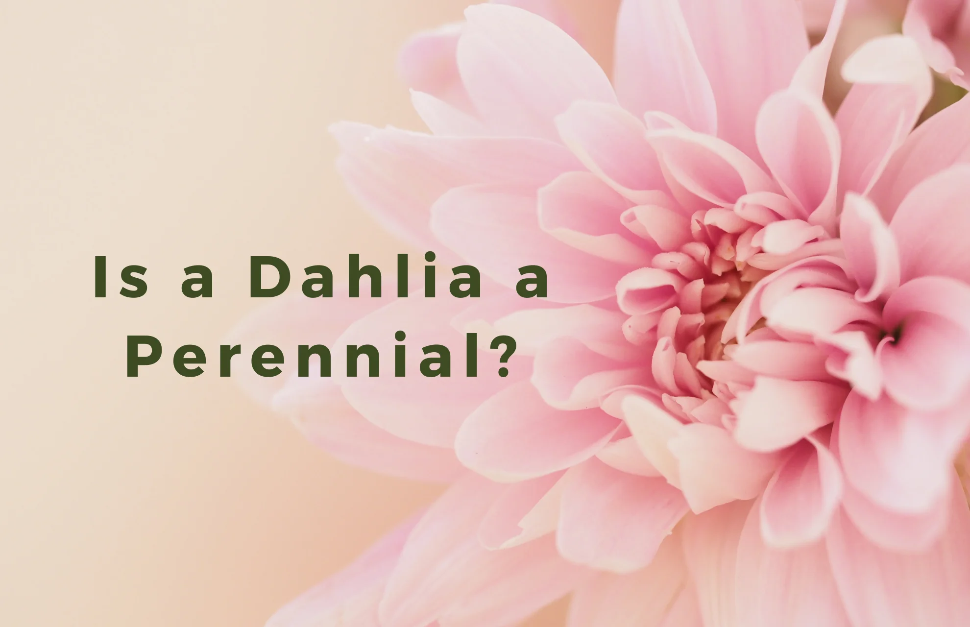 Is a Dahlia a Perennial? Let's Find Out!