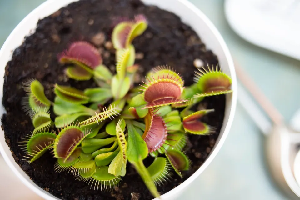 How to Keep a Venus Flytrap Alive? Pro Tips to Survive