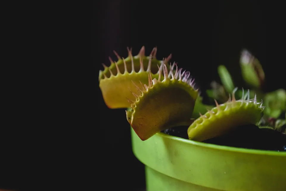 How to Keep a Venus Flytrap Alive? Pro Tips to Survive