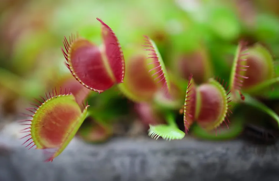 How to Keep a Venus Flytrap Alive? Pro Tips to Survive