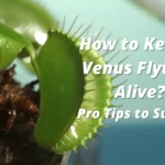how to keep a venus fly trap alive