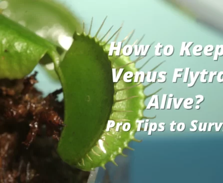 how to keep a venus fly trap alive