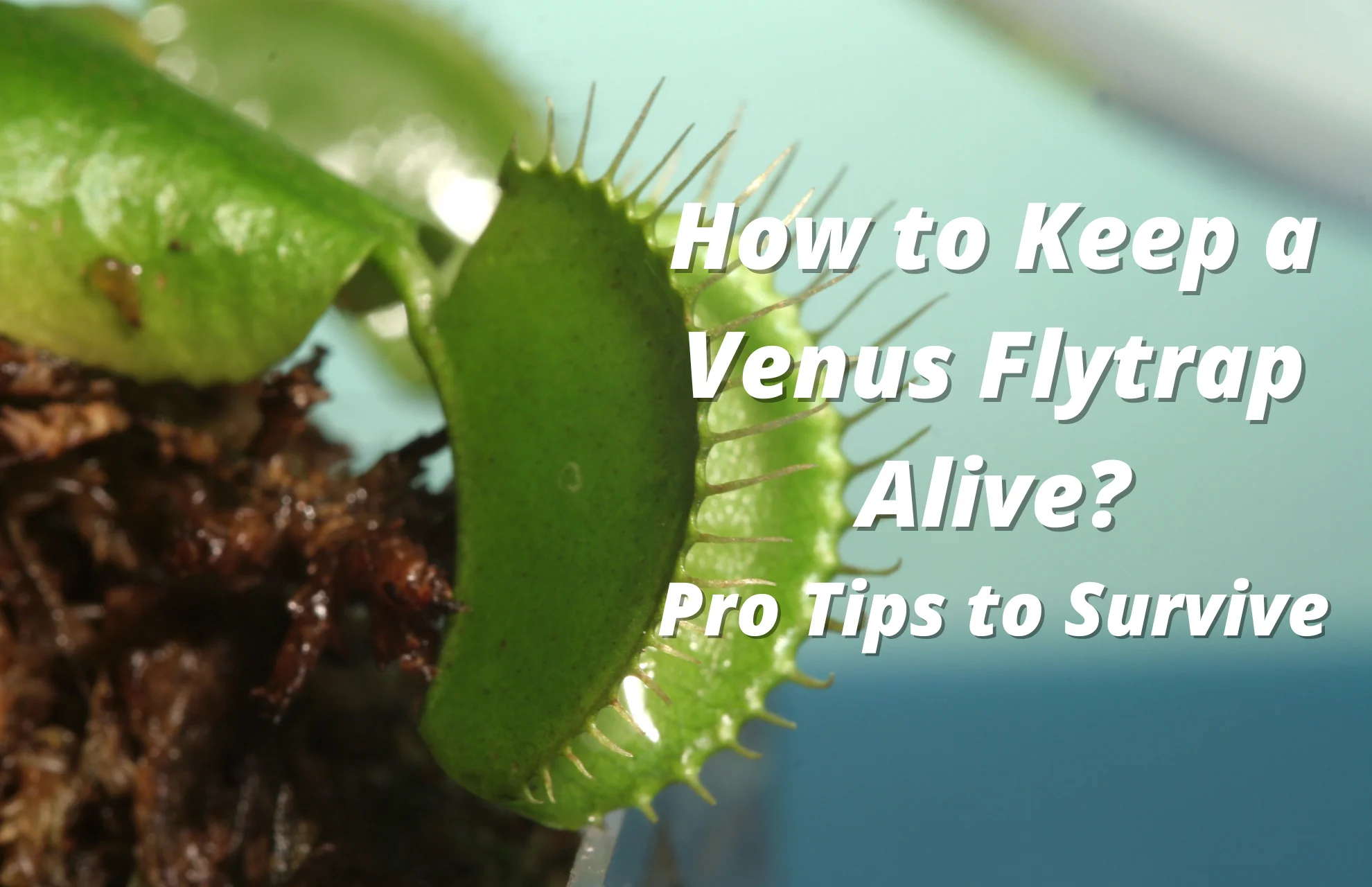 how to keep a venus fly trap alive