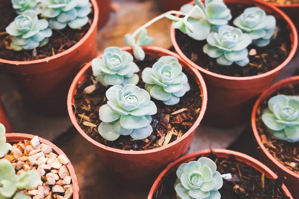 What Kind of Soil for Succulents? Best Soil for Succulents