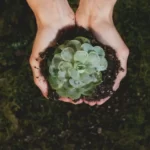 What Kind of Soil for Succulents? Best Soil for Succulents
