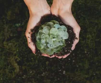 What Kind of Soil for Succulents? Best Soil for Succulents