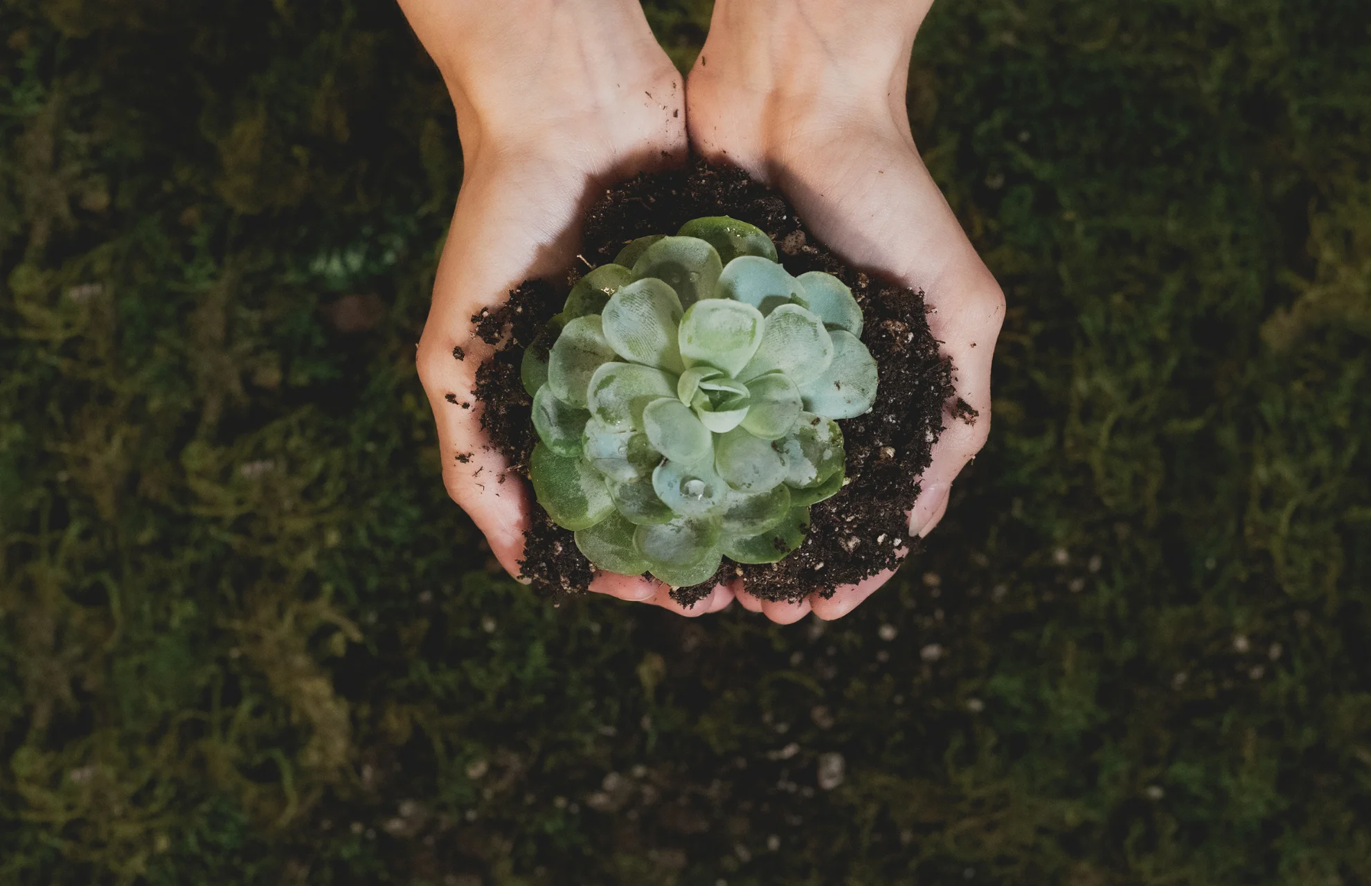 What Kind of Soil for Succulents? Best Soil for Succulents