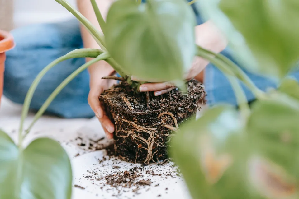 White Mold on Plant Soil: Reasons & Fixes